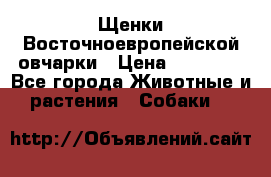Щенки Восточноевропейской овчарки › Цена ­ 25 000 - Все города Животные и растения » Собаки   